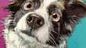 draw an awesome pet cartoon portrait