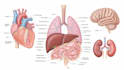 draw exercise, medical and anatomy illustrations
