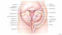 hand draw anatomy illustrations for publications