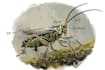 do scientific insect illustration