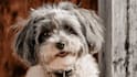 draw pet portrait in 12 hours