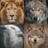 draw all kinds of animals