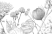 create elegant minimalist botanical line art illustrations