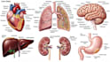 do medical and scientific illustrations