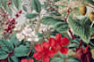 draw custom botanical illustrations