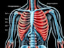 do medical diagram and scientific image illustration
