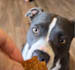 be your expert dog ugc creator for high converting video ads