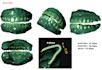 design any custom grillz in 3d cad