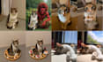create an ai cinematic pet video that stops the scroll
