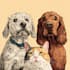 draw pet portrait into cartoon vector