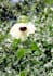 plant identification and carbon stock analysis