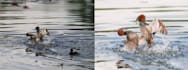 edit and color correct wildlife photos