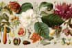 illustrate best botanical illustration