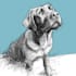 draw your pet into awesome scribble art