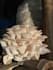 provide mushroom cultivation consultation