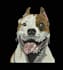 im professional embroidery digitizir