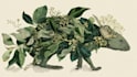 draw an animal and botanical illustration