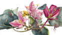 illustrate best botanical illustration
