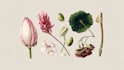 illustrate best botanical illustration