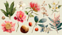 illustrate best botanical illustration