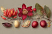 illustrate best botanical illustration