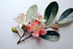illustrate best botanical illustration