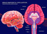 create medical illustration and diagram