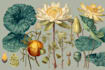 illustrate best botanical illustration