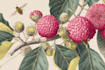 illustrate best botanical illustration