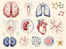 do professional medical illustrations