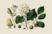 illustrate best botanical illustration