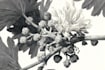 do a botanical illustration