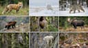 create ai art, video and animations