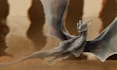 create illustrations of dragons, oc and creatures