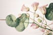 design best botanical illustration