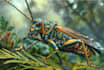 do realistic insect illustrations