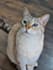 create pet content for social media and ads