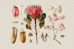 illustrate best botanical illustration