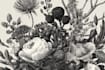 illustrate best botanical illustration