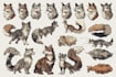 create a custom furry reference sheet illustration professionally