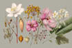draw highly detailed line art and botanical illustrations