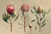 illustrate best botanical illustration