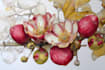 illustrate best botanical illustration