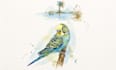 draw your pet in watercolors