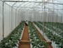 provide professional irrigation and fertigation consultation