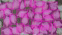 do image polygon and bounding box annotation