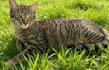 create a ugc video feauturing my cat