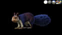 do 3d animal creature monster dragon dinosaur model with rigging and animation