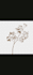 remove background from image and provide transparent png