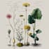 do a botanical illustration